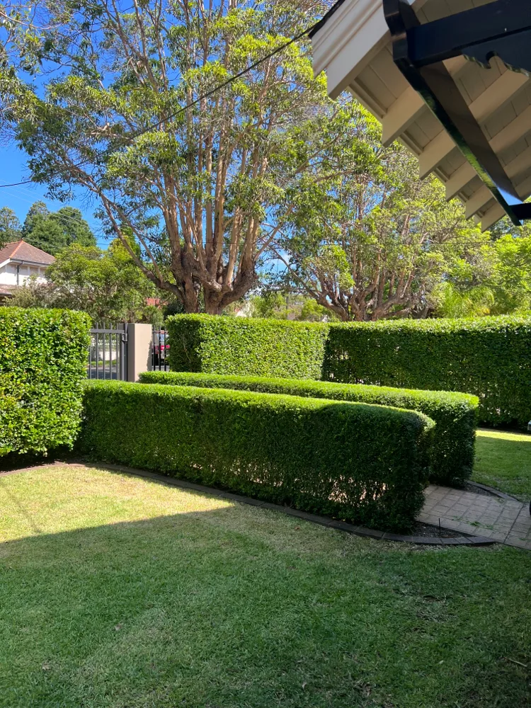 Manicured low hedges and lush green lawn