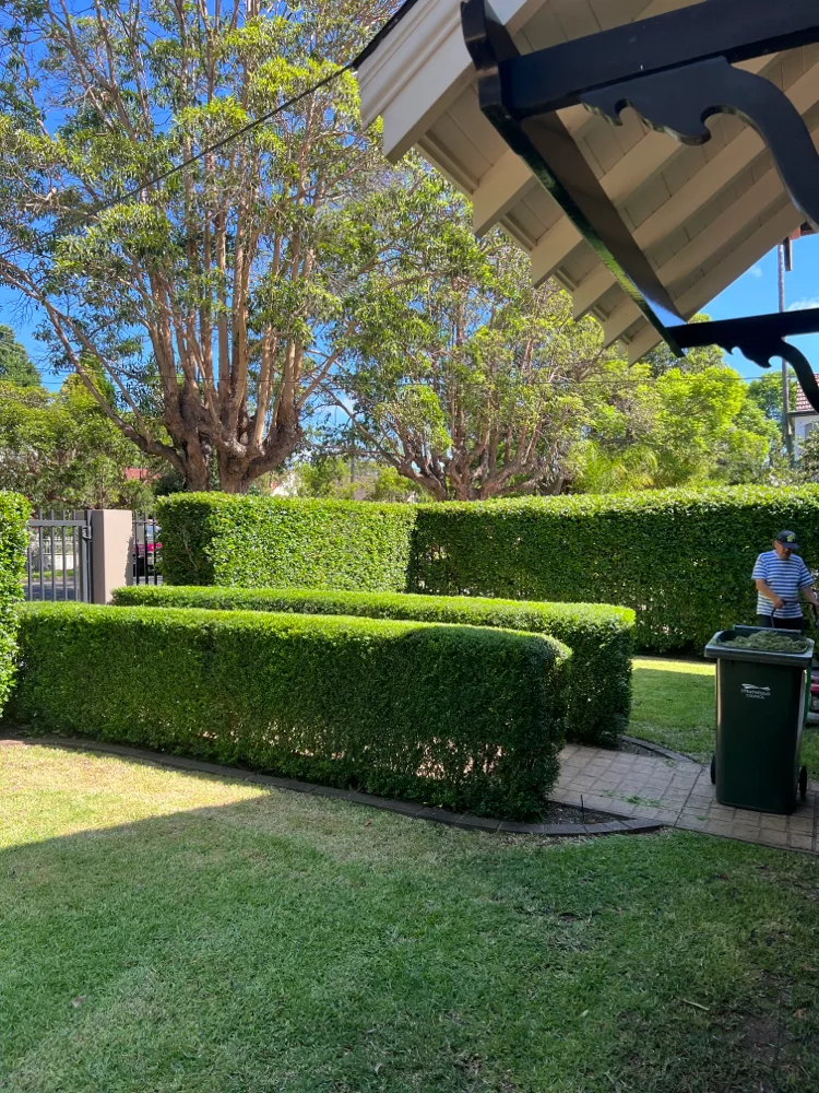 Hedge trimming in progress