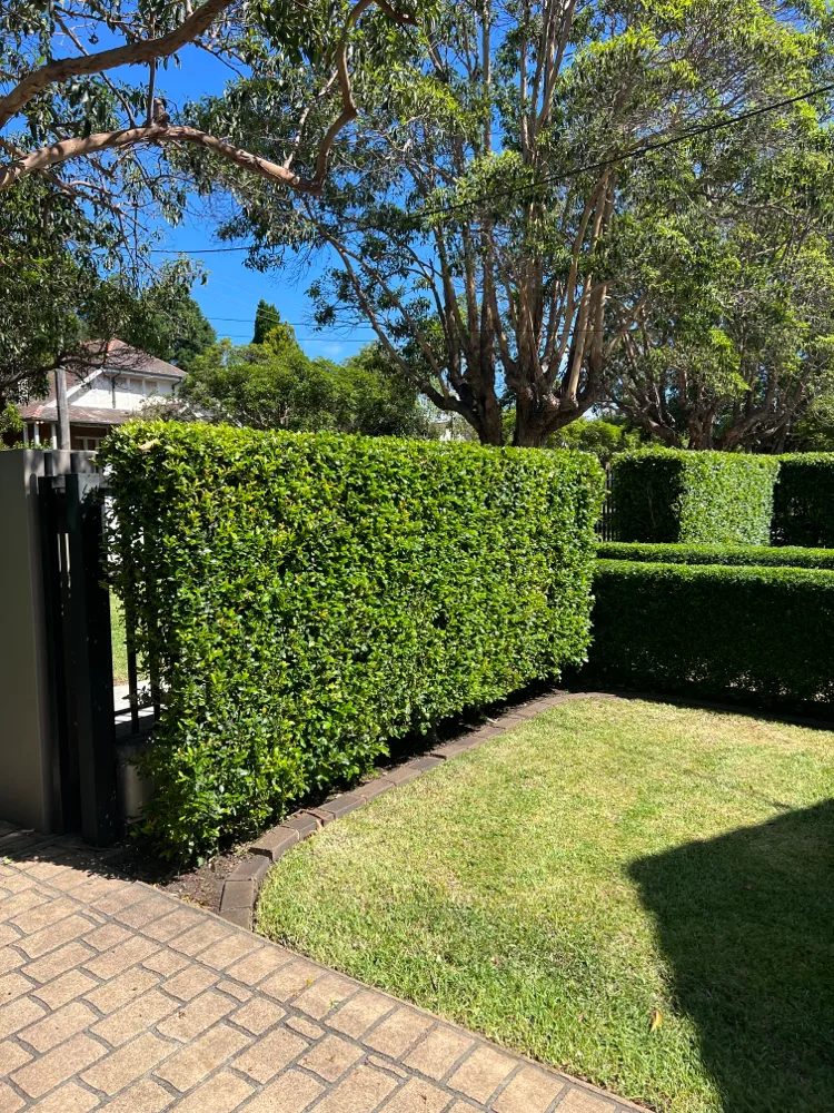 Neatly trimmed tall hedge wall along a brick path